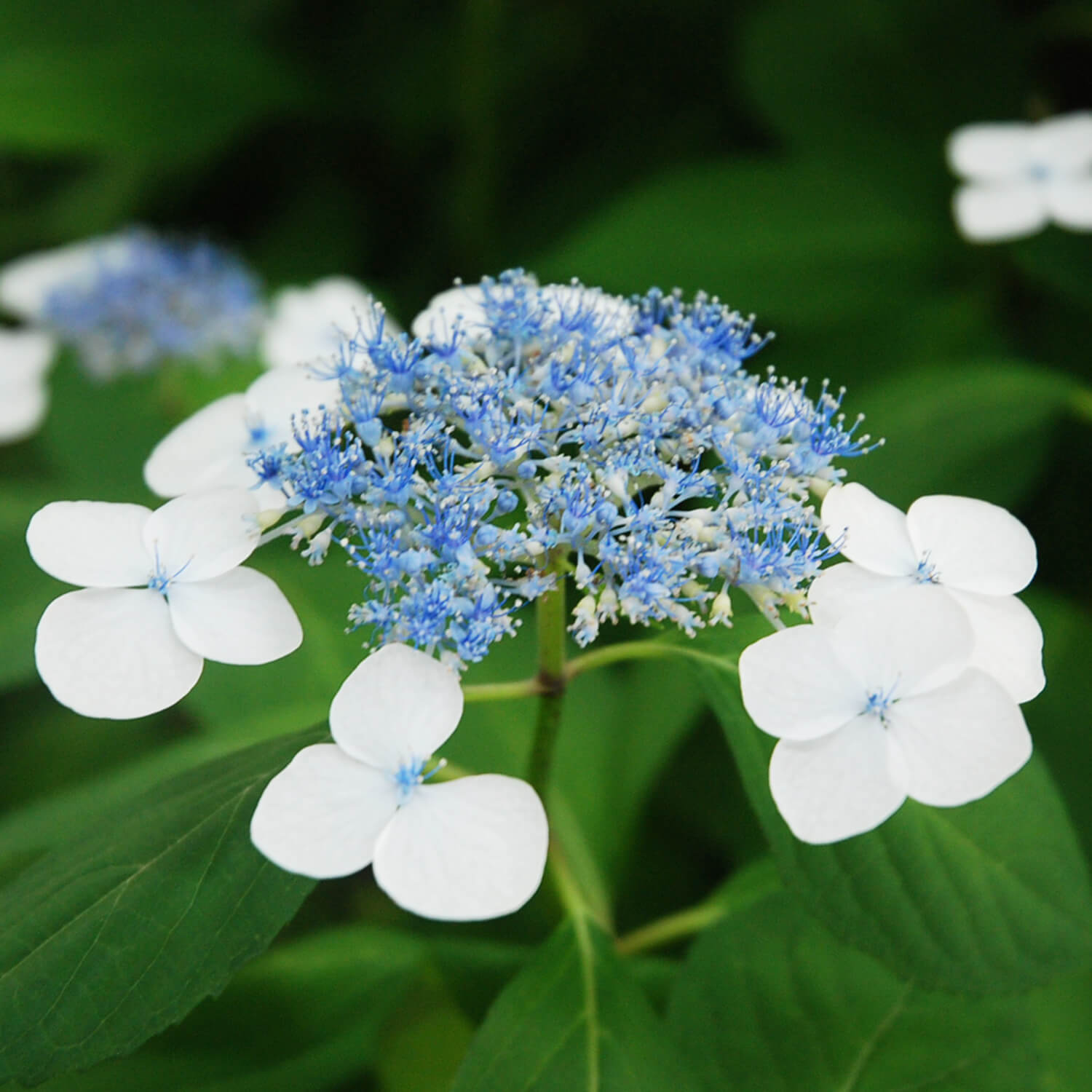 季節の花