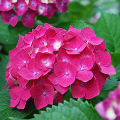 季節の花