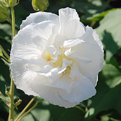 季節の花