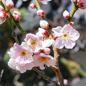 季節の花