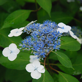 季節の花