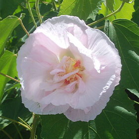 季節の花