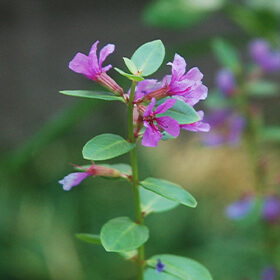 季節の花