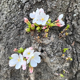 季節の花