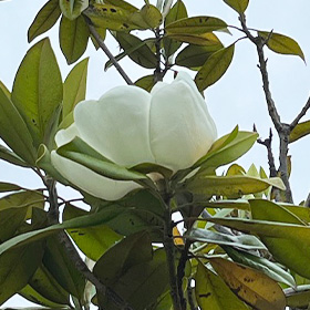 季節の花