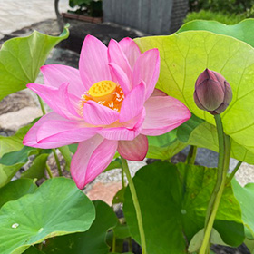 季節の花