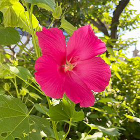 季節の花