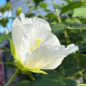 季節の花