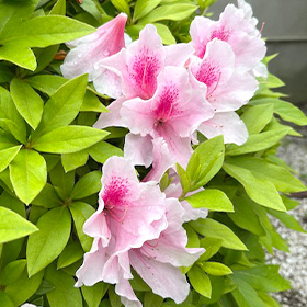 季節の花