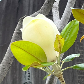 季節の花