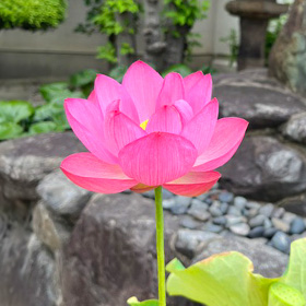季節の花
