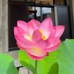 季節の花