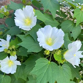 季節の花