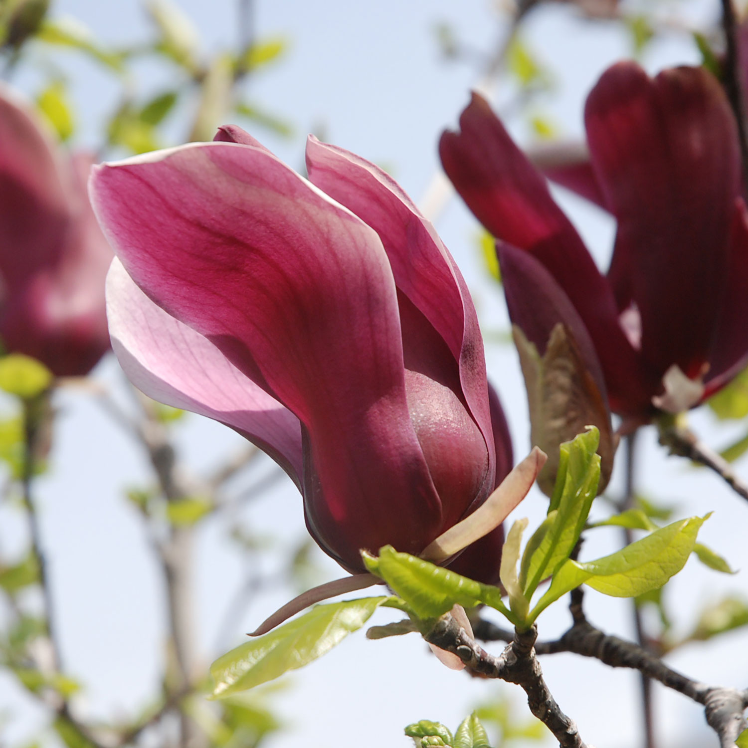季節の花