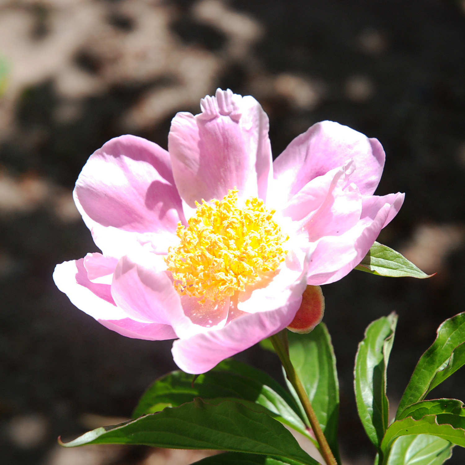 季節の花