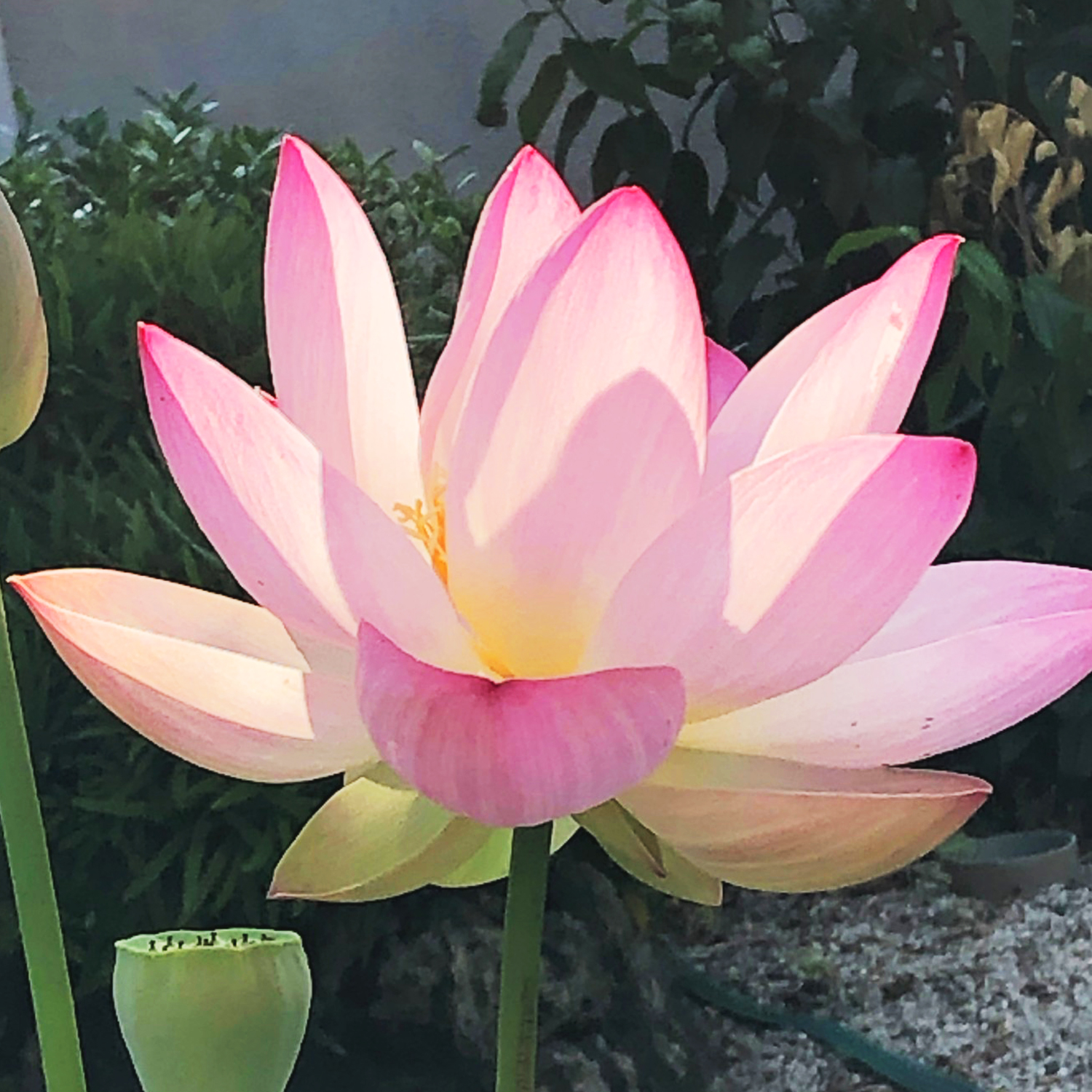 季節の花