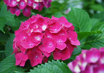 5月の花