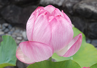 季節の花