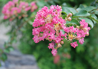 季節の花