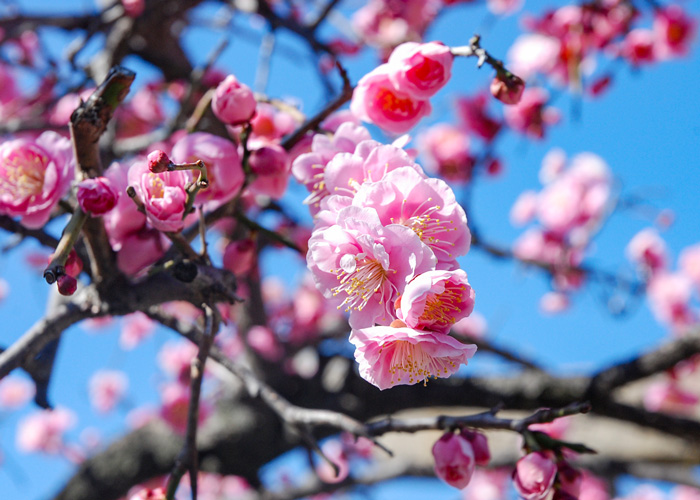 季節の花