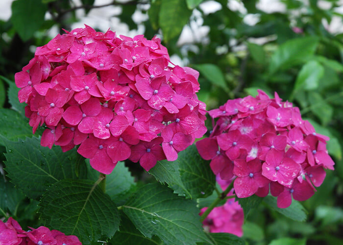 季節の花