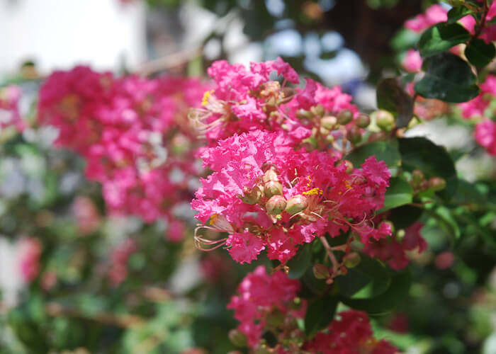 季節の花