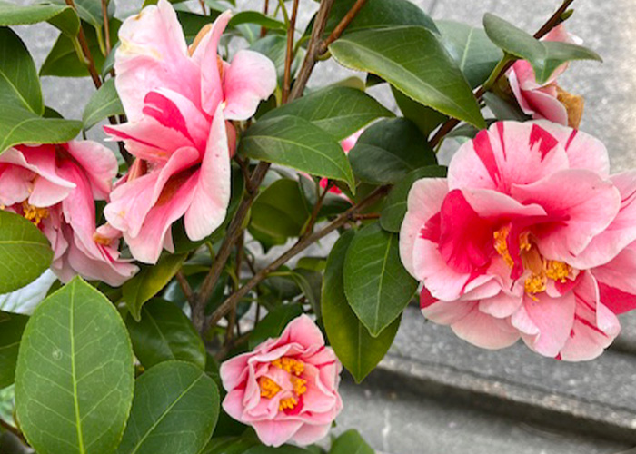 季節の花