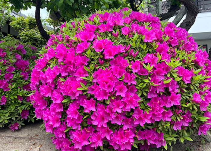 季節の花