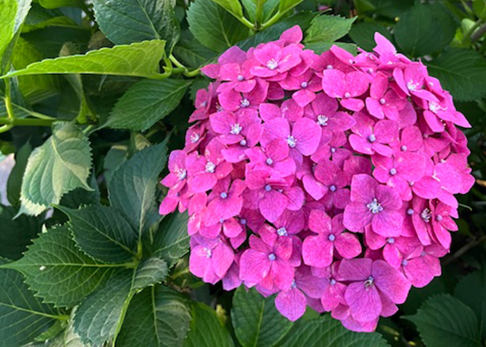 季節の花