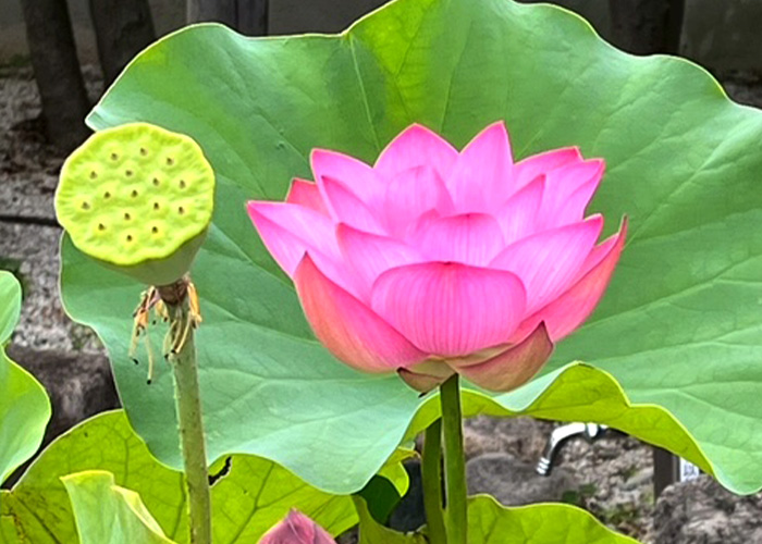 季節の花