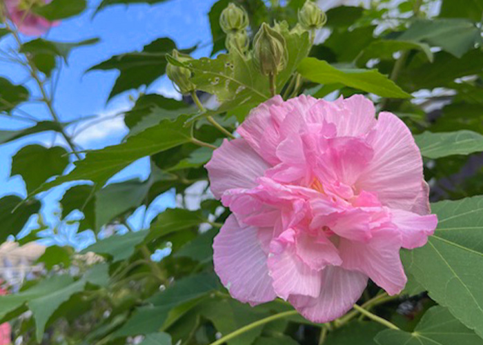 季節の花