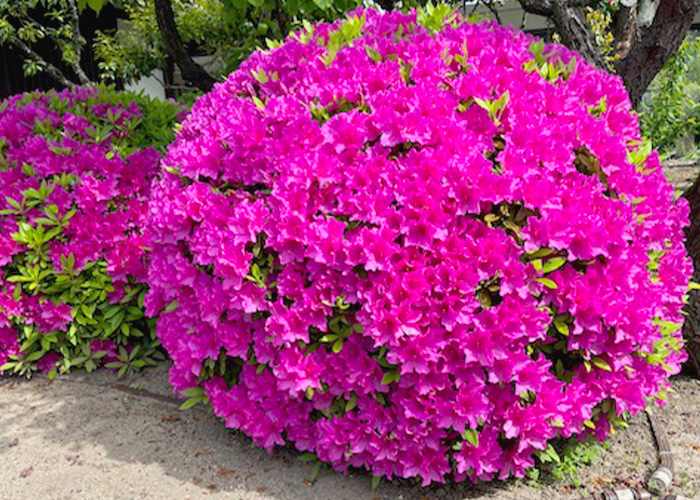 季節の花