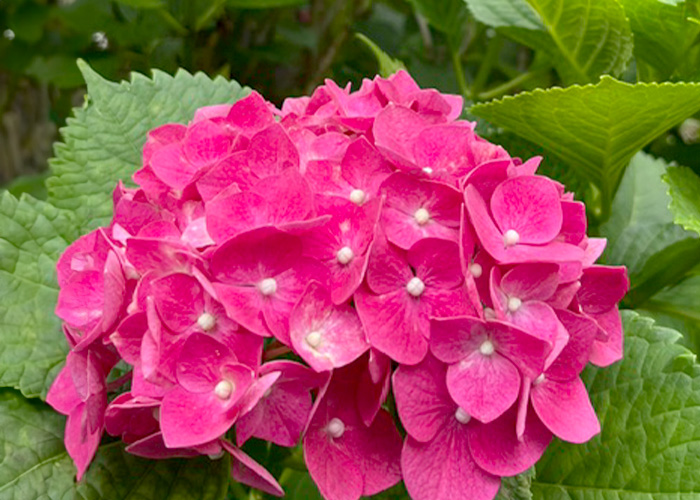 季節の花