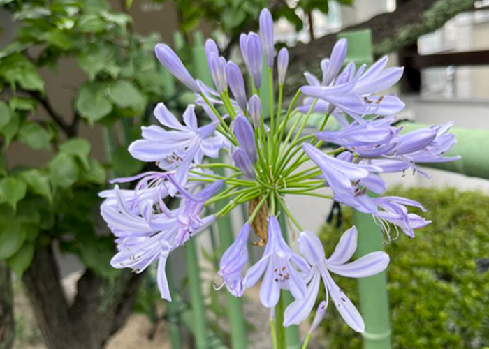 季節の花