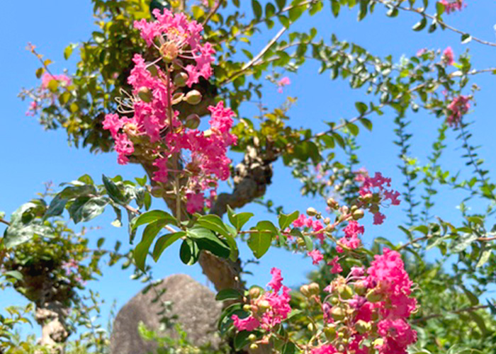 季節の花