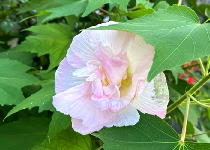 季節の花